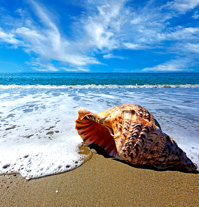 Conch shell on a beach